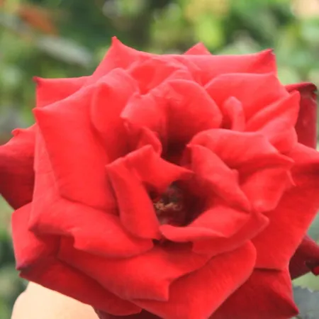 With Parking Space - 8593 公寓 *