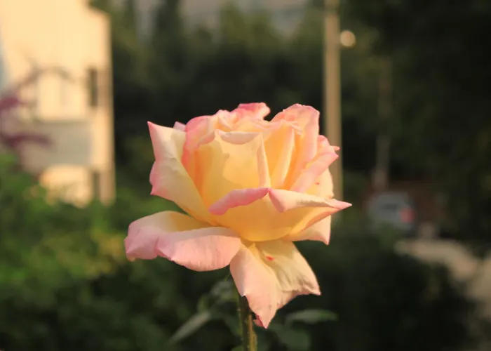 With Parking Space - 8593 Apartmán