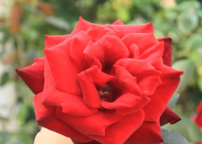 With Parking Space - 8593 Apartmán *