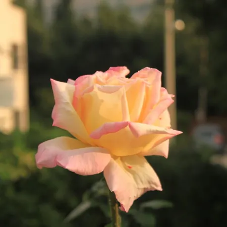 With Parking Space - 8593 Apartman